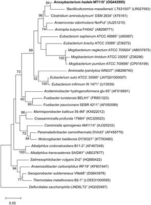 Genomic and physiological properties of Anoxybacterium hadale gen. nov. sp. nov. reveal the important role of dissolved organic sulfur in microbial metabolism in hadal ecosystems
